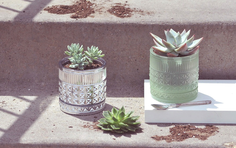 Muse vessels reused as succulents planted